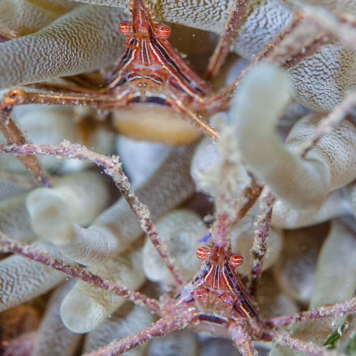 Arrow crab among the coral near Bequia