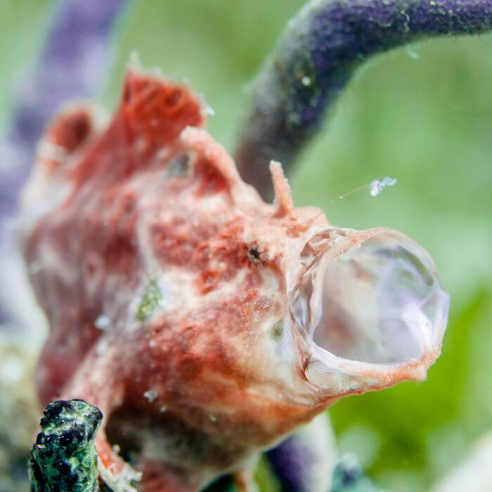 Frogfish camouflaged on the reef near Bequia