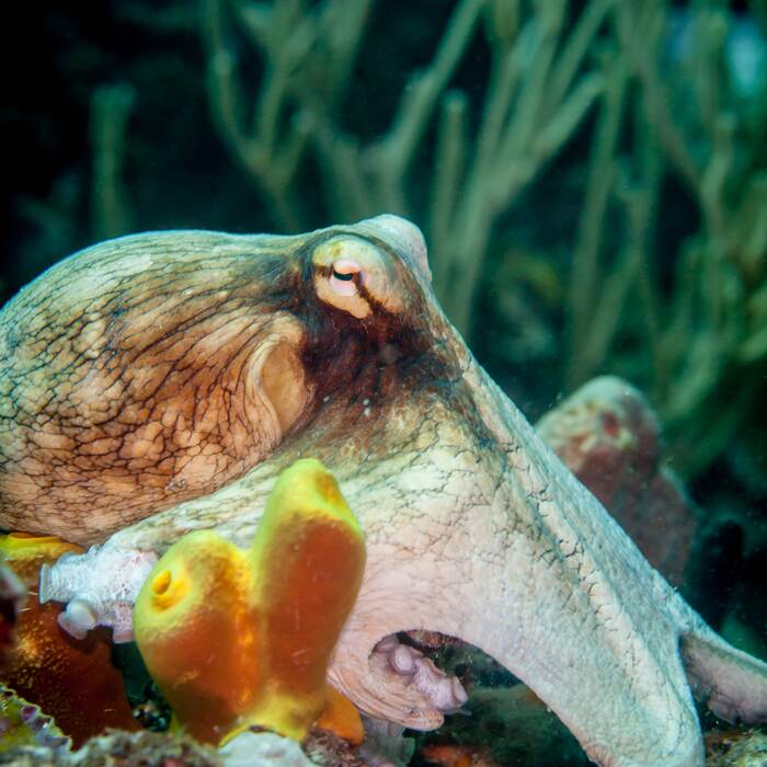 Caribbean reef octopus spotted on a Dive Bequia trip