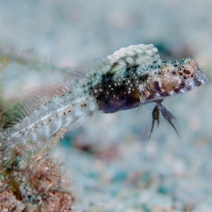 Sailfin blenny peeking out of the reef near Bequia