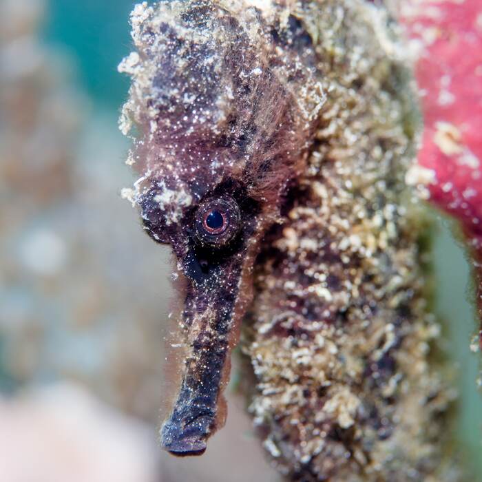 Seahorse camouflaged on a sponge near Bequia