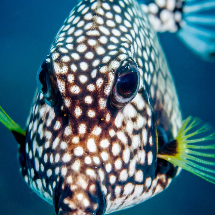 Smooth trunkfish swimming near Bequia