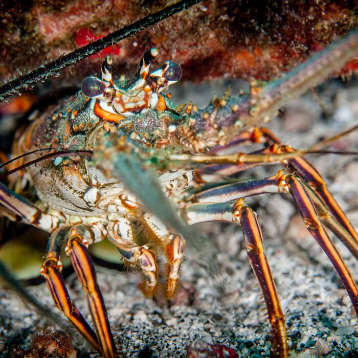 Spiny lobster tucked into the reef near Bequia