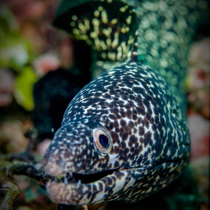 Spotted moray eel in the reef near Bequia